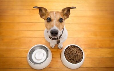 How many times a day do you feed your dog ?