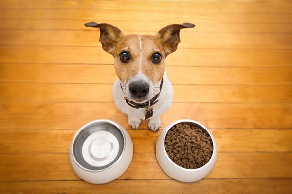 How many times a day do you feed your dog ?